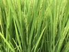 特別栽培 無農薬萌え米 令和4年産