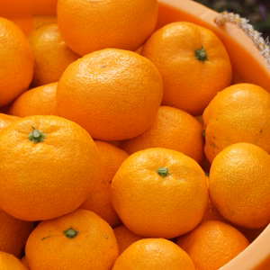 贈答用！厳選！！「温州みかん」　熨斗対応できます♪　