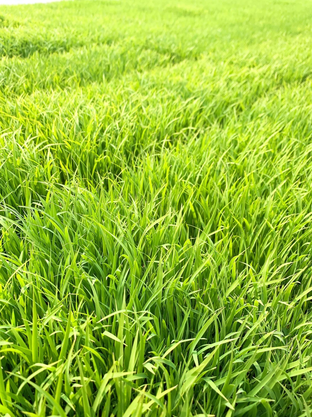 【特別栽培米】令和4年 新潟産 コシヒカリ【農薬7割減】