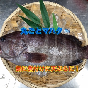 丸ごと天然マハタ（タカバ）急速冷凍