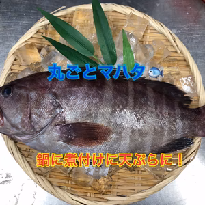 丸ごと天然マハタ（タカバ）急速冷凍