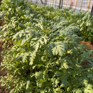 自然栽培　春菊　200g/1袋