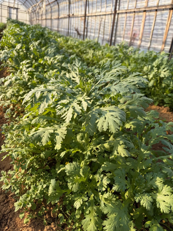 自然栽培　春菊　200g/1袋