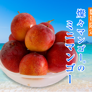 【希少】沖縄県産 燦々マンゴーのミニマンゴー