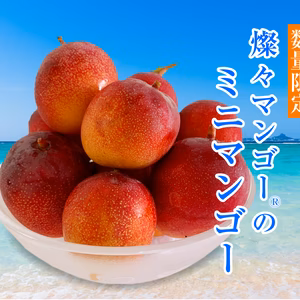 【希少】沖縄県産 燦々マンゴーのミニマンゴー 1.5kg×2箱