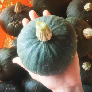 【訳あり】ホクホクしっとりミニかぼちゃ『栗っプチ』