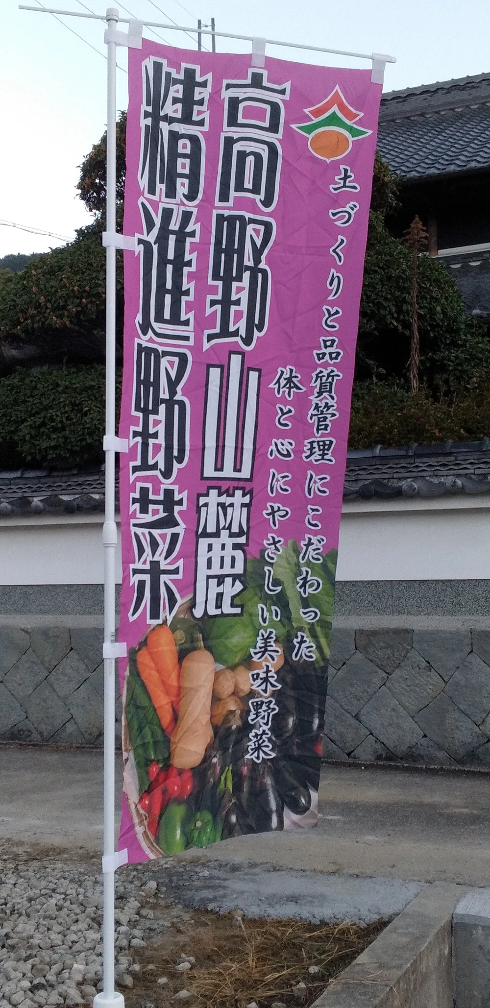 高野山麓精進野菜『サボイキャベツ』
