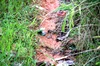 すぐ発送【さわやか】甘酸っぱさとちょいほろ苦！【甘夏】和歌山産