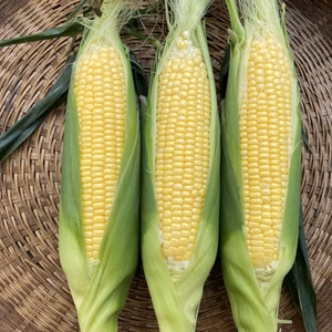 朝採り！とうもろこし☆2L『9〜10本』