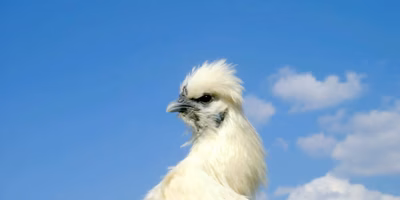 こんなにあるんだ卵の種類！色とりどり販売中です〜編集部のクリップ帳〜