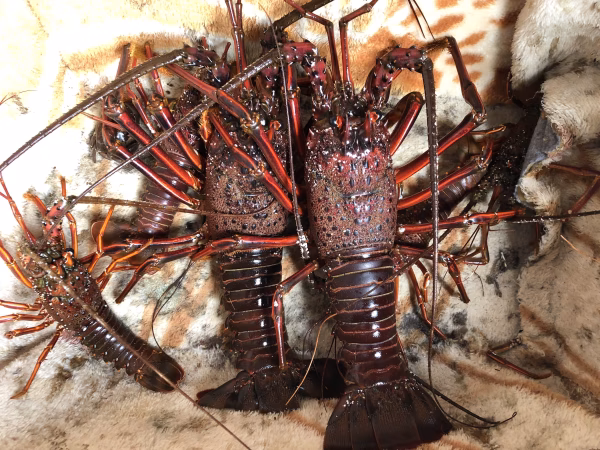 漁終了！志摩産　伊勢エビ　訳あり 大サイズ