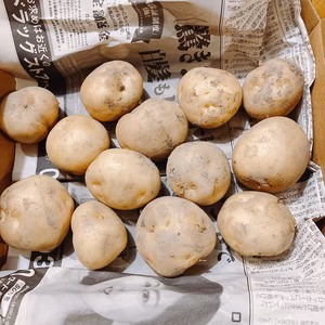 新ジャガイモ男爵【農薬不使用】5cmサイズ 0.8kg  先着10名様バジル付き