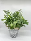 【夏のギフト】幸せを運ぶ観葉植物の5寸おまかせ寄せ植え（４～５品種）