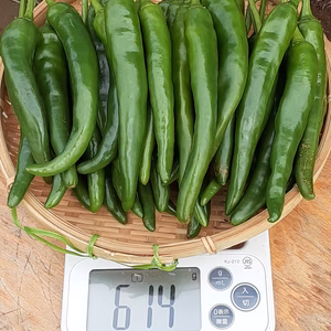 　季節限定！！　中辛青唐辛子(生)2022年新物 600g 