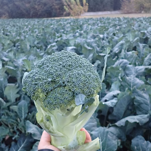 赤城の寒締めブロッコリー！６コ入り(約1.9kg）減農薬