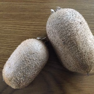箱中ゴロゴロ小さいキウイ