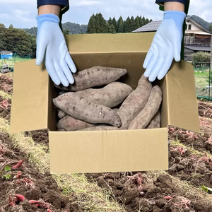 【大好評！】富山県産『紅はるか』(10kg・20kg)(M〜L)