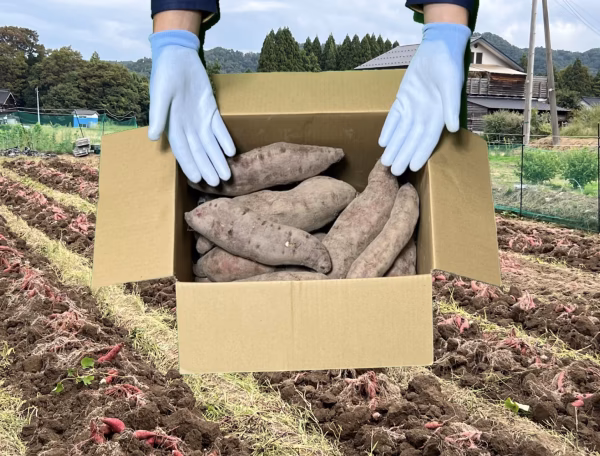 【大好評！】富山県産『紅はるか』(10kg・20kg)(M〜L)