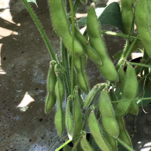 新鮮枝豆お届け！夏野菜セット