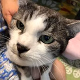 リッポチカラン