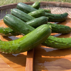 【訳あり】採れたて新鮮‼️『おのんきゅうり』