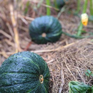 日本最後の『秘境』からのほくほく『こふきかぼちゃ』（予約販売、3月上旬発送予定）