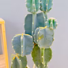 【在庫販売】　サボテン　柱サボテン　ブランチ　鬼面角　ドライガーデン