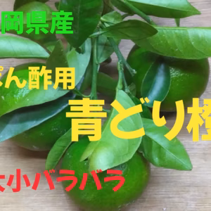静岡県産　加工ポン酢用　橙　大小ラバラ　約9,5㎏