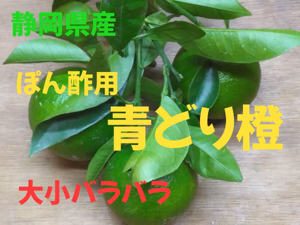 静岡県産　加工ポン酢用　橙　大小ラバラ　約9,5㎏