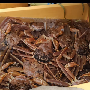 再販！秋田沖「本ずわいガニ」3ハイから5ハイで約1キロ