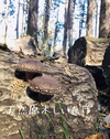 春の天然原木栽培椎茸　約１kg 2箱　朝摘み採れたてを・・・お得料金で。秩父から