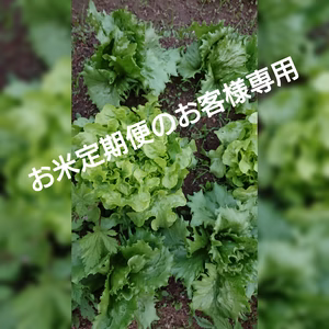 【お米定期便にくっつけて使う】一瞬一旬