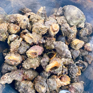 磯の珍味、お酒とご飯のお供に