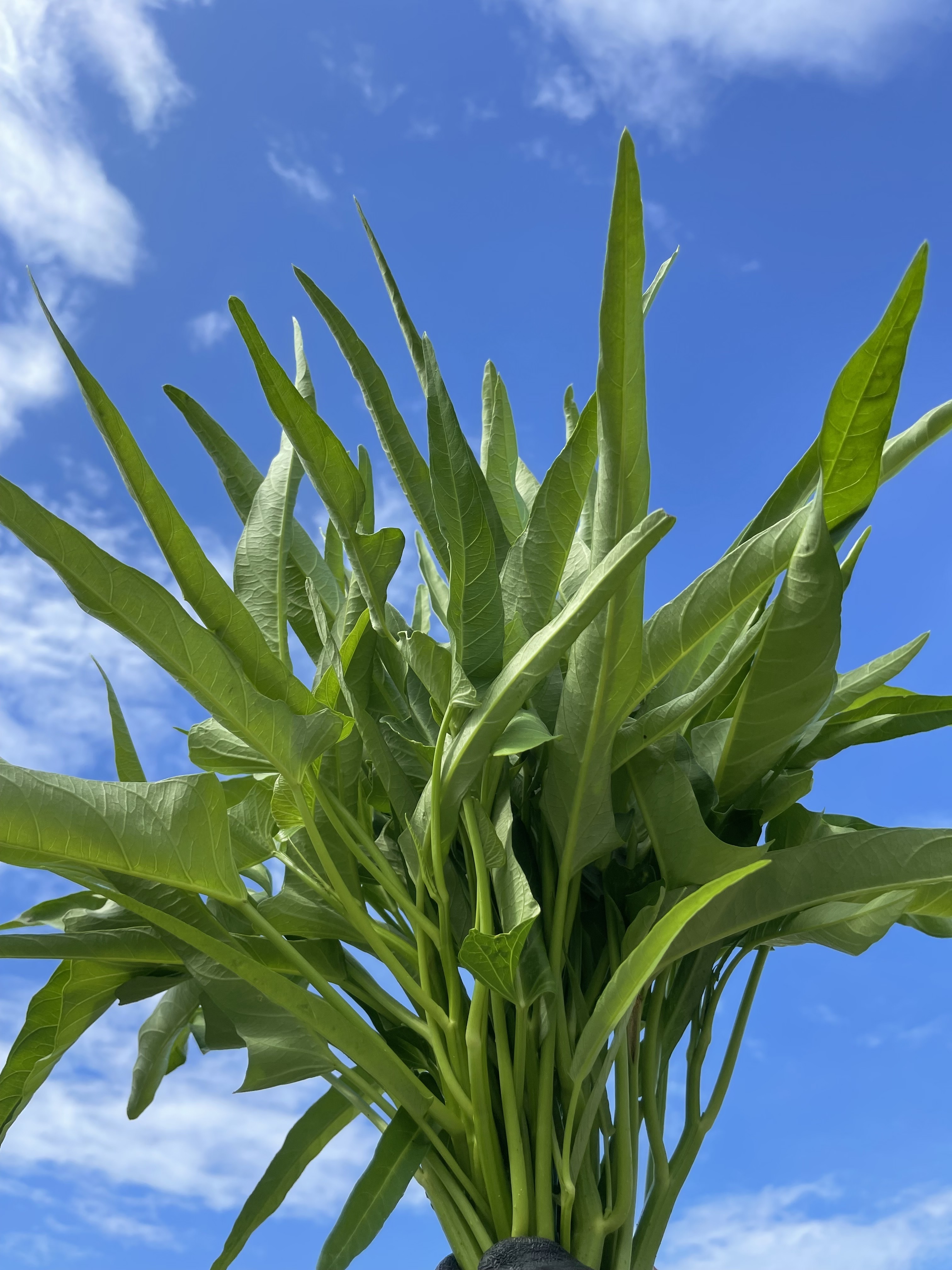 空芯菜の通販・お取り寄せ商品｜野菜｜ポケットマルシェ｜産地直送で旬