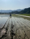 令和3年産新米　熊本県産　ヒノヒカリ　玄米