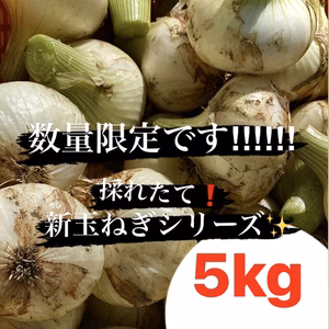 採れたて新玉ねぎシリーズ✨5kg箱❗️（数量限定お早めに！）
