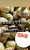 採れたて新玉ねぎシリーズ✨5kg箱❗️（数量限定お早めに！）