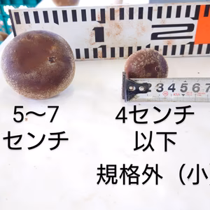 規格外品✨(小さいモノのみ)