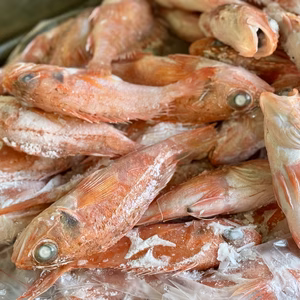 【バラ凍結】欲しい分だけ解凍OK！夢カサゴ1kg