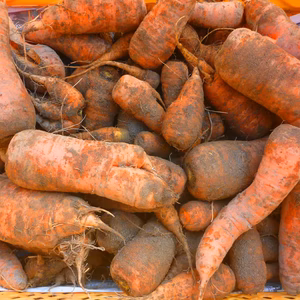 人参パワーで　冬を楽しく！ 訳あり＊人参4ｋ～農薬/化学肥料・不使用