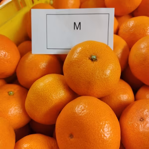 早生ミカン S～Mサイズ　贈答にもどうぞ！