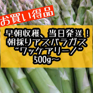 【お買い得/訳アリ品】収穫当日発送!　朝採りアスパラガス "ワッケアリーノ"