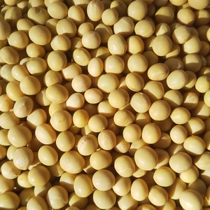 自然栽培（農薬肥料不使用）大豆