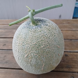 赤肉メロンキズあり　1.9kg～2.6kg