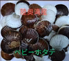めちゃ甘っ！！　陸奥湾　ベビーホタテ　約2kg〜4kg程度　