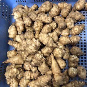 有機の美味しい(キクイモ）