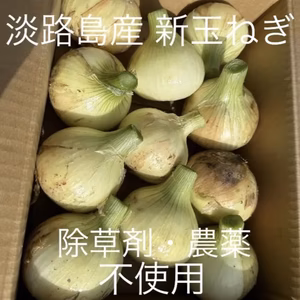 淡路島産 新玉ねぎ 春だけのみずみずしい特別な玉ねぎをご賞味あれ