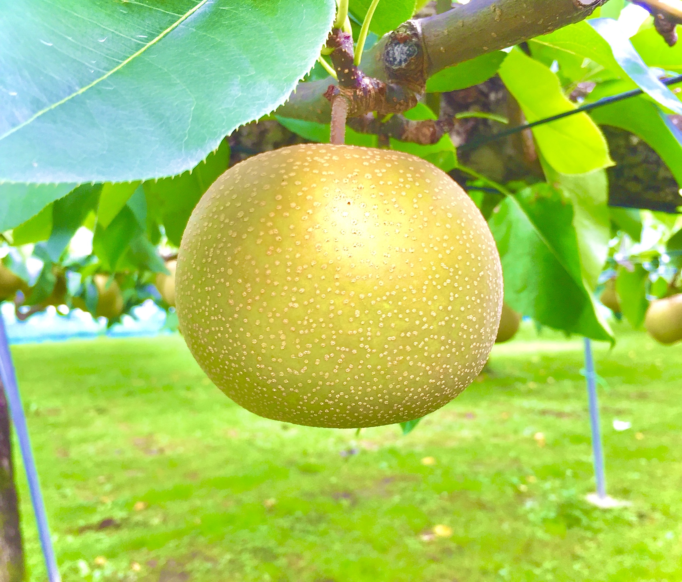 幸水の産直通販・お取り寄せ商品｜ポケットマルシェ｜産地直送で旬の