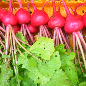 甘酢漬け/浅漬け美味し！赤コカブ＆白コカブ＝計16個＊農薬/化学肥料不使用