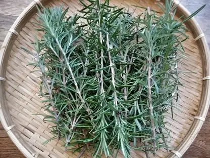 無農薬　生！！ローズマリー（ミックス）２０g
